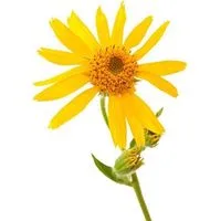 Nos produits contenant de l'Arnica