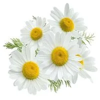 Les produits Flovie contenant de la camomille