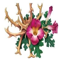 Griffe du Diable - Harpagophytum