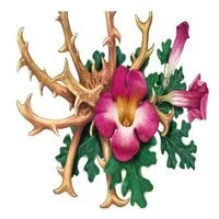 Griffe du Diable - Harpagophytum