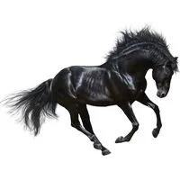 Les Recettes Originales de Baume du Cheval Selon FLOVIE